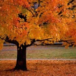 fall