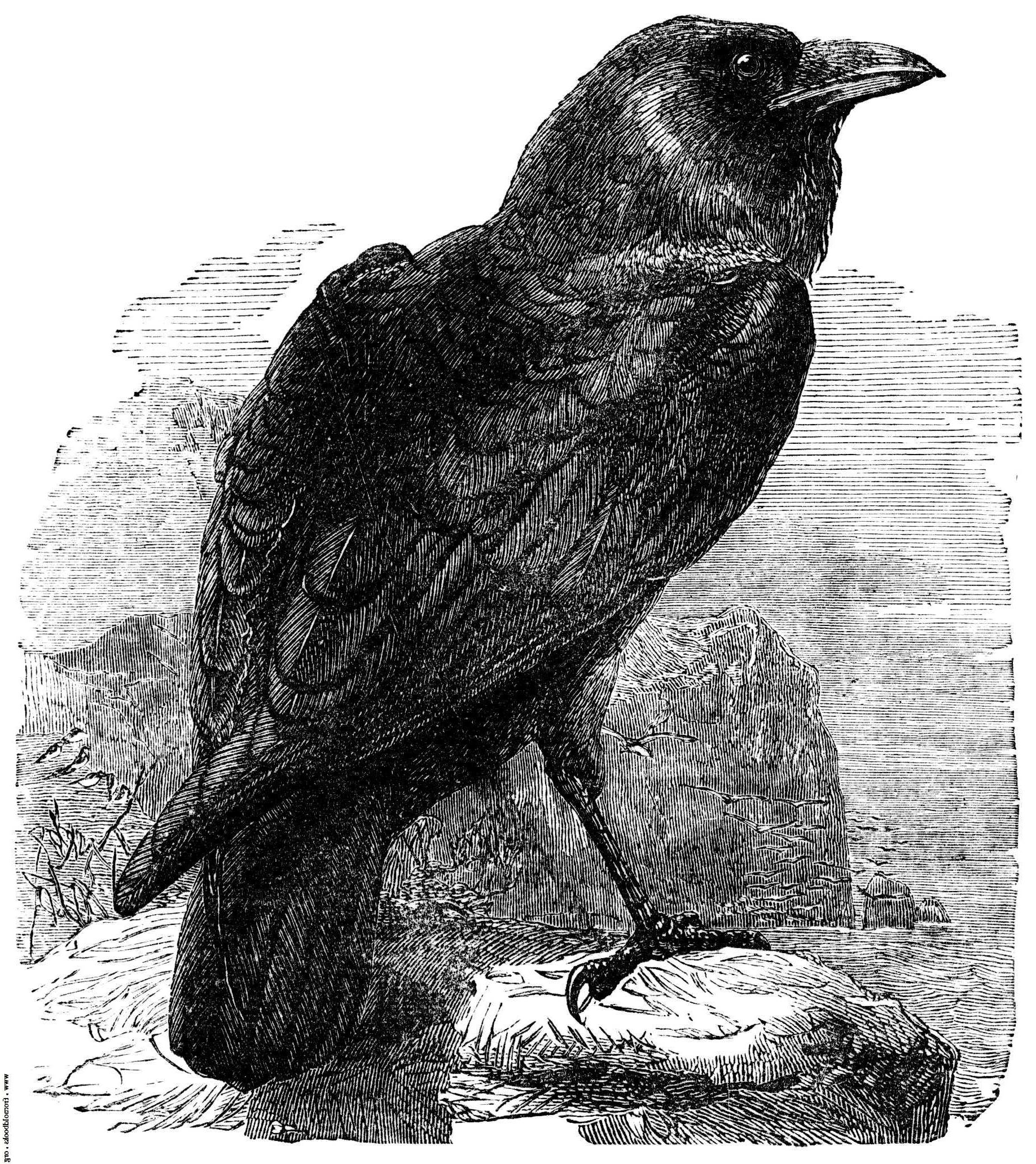 The three black crows poem summary